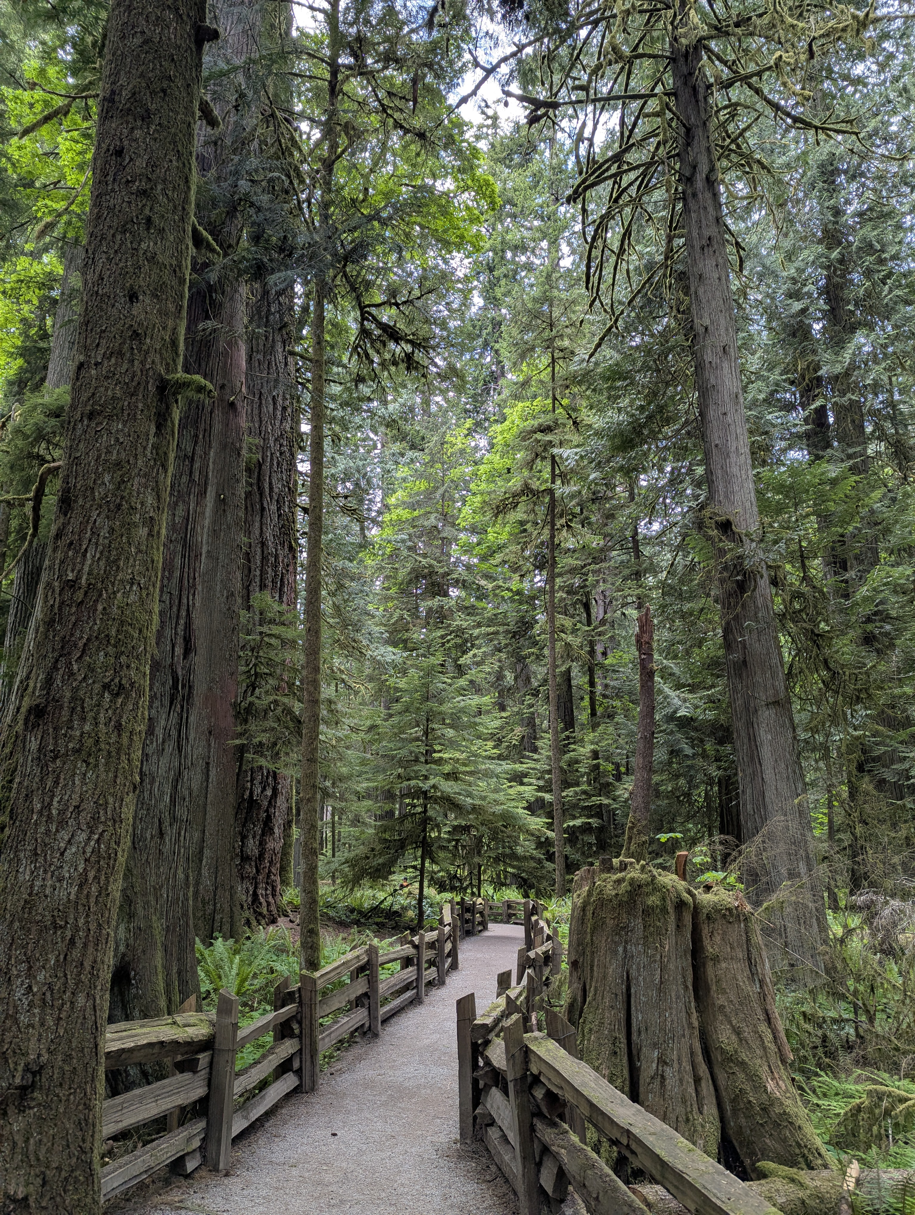 Birthday Trip to Canada, Cathedral Grove, Vancouver Island